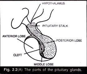 can annyone plzz draw a simple diagram of pituitary gland and mark the ...