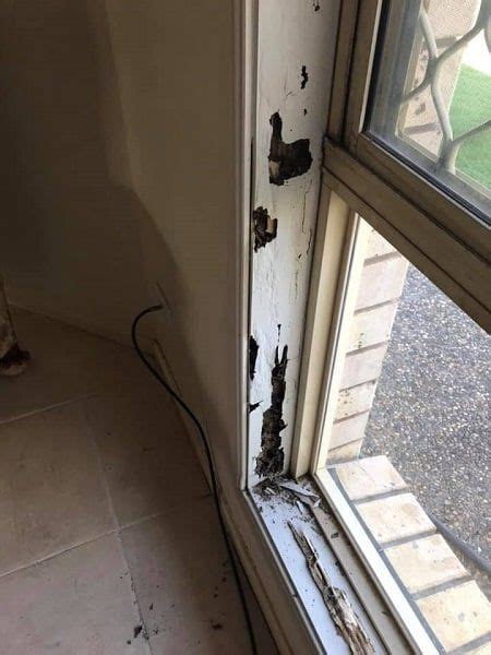 Termites at Windows 的图像结果