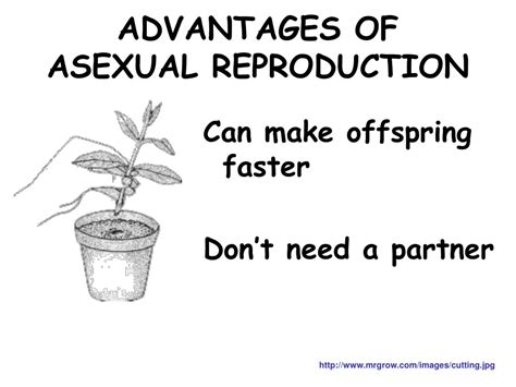 PPT - Reproduction PowerPoint Presentation, free download - ID:9188399