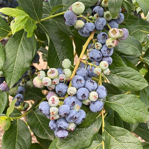 BLUEBERRY HAVEN (2026) All You Need to Know BEFORE You Go (with Photos ...
