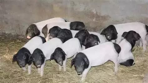 什么叫猪的品种？ - 猪繁育管理/养猪技术 - 中国养猪网-中国养猪行业门户网站