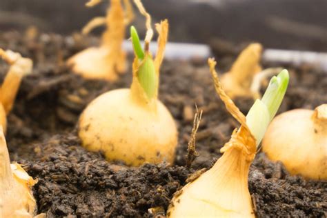 Succession Bulb Planting – How To Plant Bulb Bulbs In Layers ...