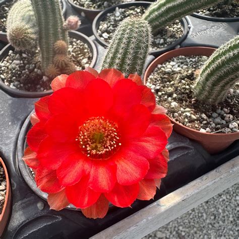 Echinopsis PEANUT CACTUS Rare Live PLANT With Pot and Bare Root ...