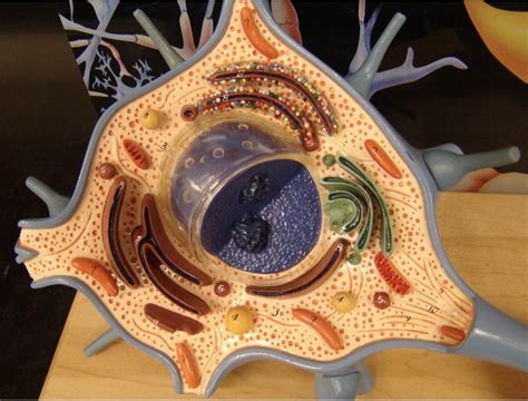 Multipolar Neuron Model 的图像结果