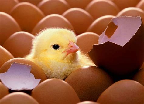 孵化一只小鸡需要几天?_百度知道