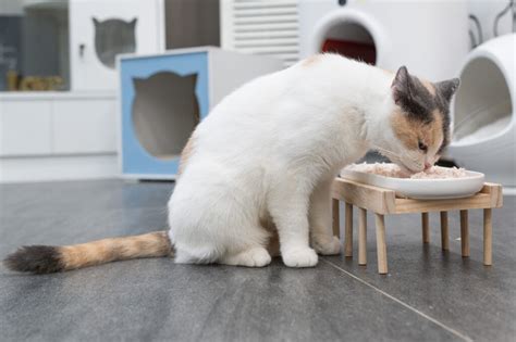 Megaesophagus in Cats| PetMD | PetMD