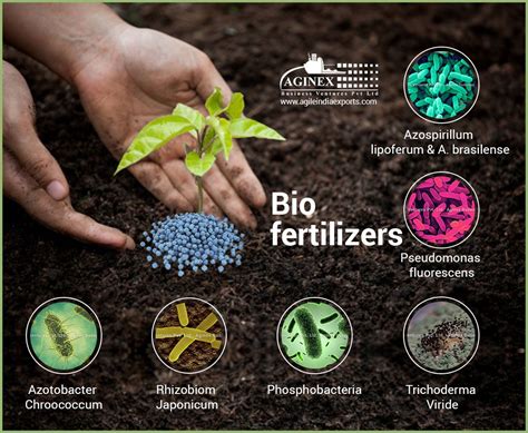 Biofertilizers 的图像结果
