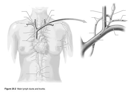 Image result for Lymphatic Trunks Function Diagram