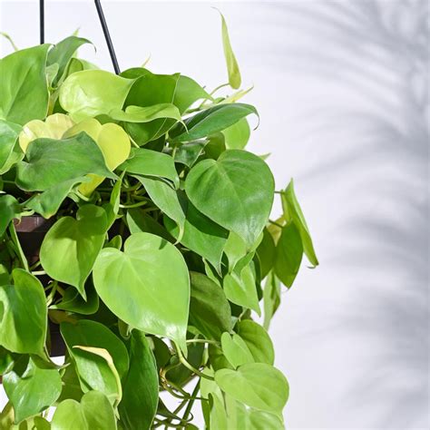 Buy Stylish Hanging Plants for Home Décor | Ugaoo