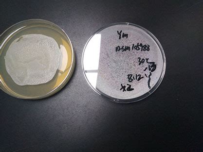 耳念珠菌 BNCCBNCC357784 微生物菌种|北纳生物