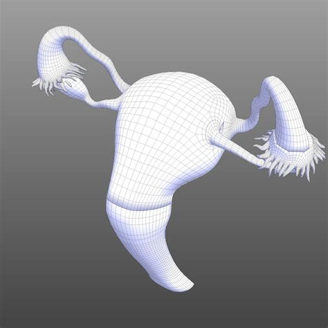 generate a vagina image