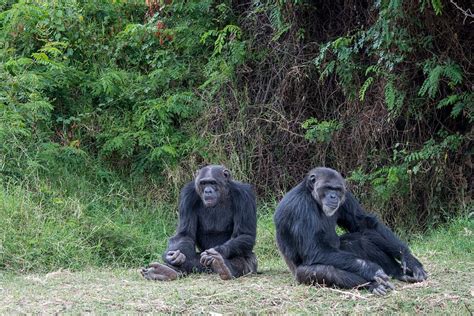 Baby Ape Skull, Believed to Be 13 Million Years Old, Sheds Light on ...