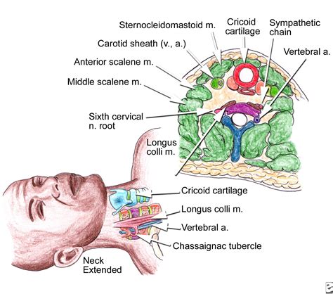 Stellate Ganglion Ammar Chaudhry