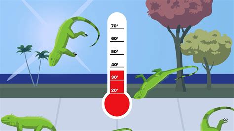 Iguanas falling from trees? It’s a Florida reality