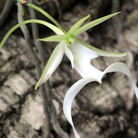 Ghost Orchid Adaptation