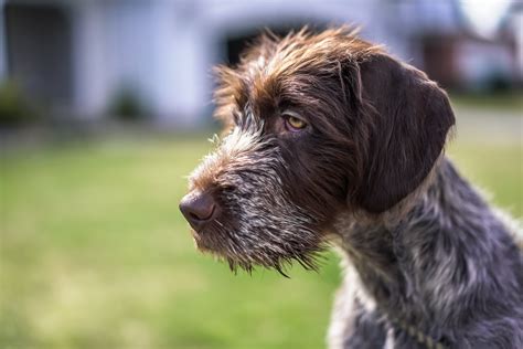 Wirehaired Pointing Griffon Dog Breed & Adoption Info | Petfinder