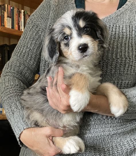 Our Puppies - Good Day Mountain Doodles