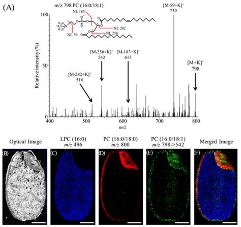 Application of Mass Spectrometry Imaging for Visualizing Food Components