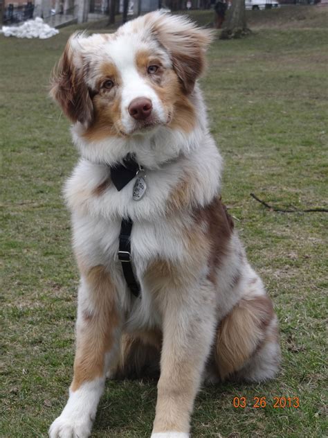 Red Merle Aussie
