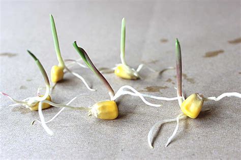 玉米种子发芽过程 - 农敢网