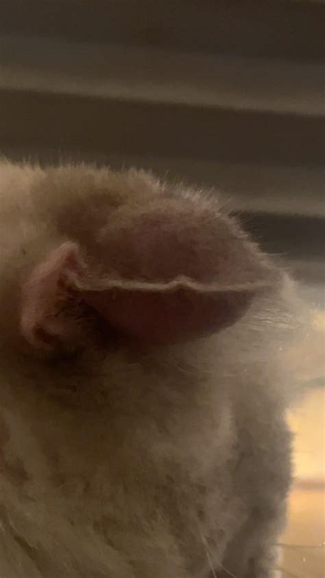 How can I deal with my cats cauliflower ear? : r/vet