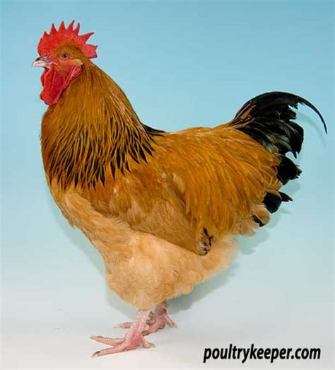 Buff Sussex Rooster Private Content Updates #629