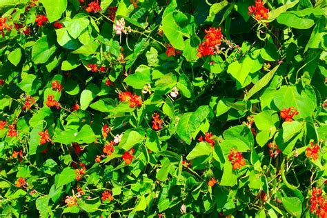Image result for Falling Runner Beans