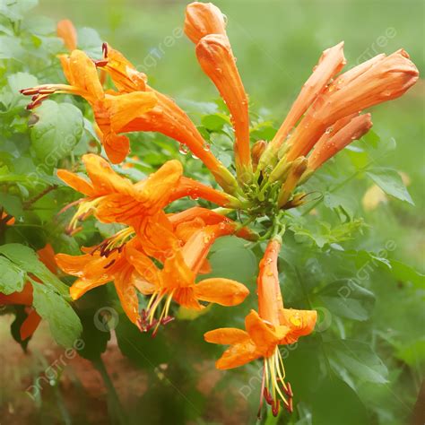 Orange Colour Flowers Images Hd | Best Flower Site