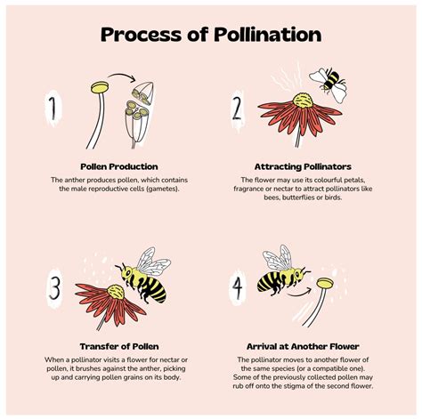 Image result for Pollination Examples