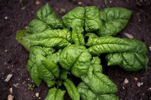 Sjeme Tyee Spinach / Palak seed Seed Price in India - Buy Sjeme Tyee ...