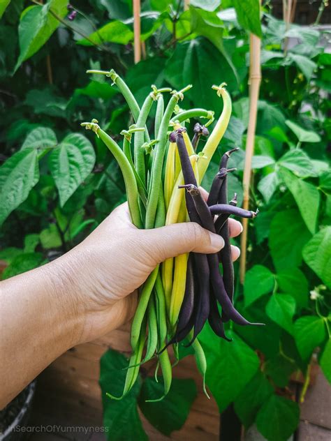 Image result for String Beans Plant