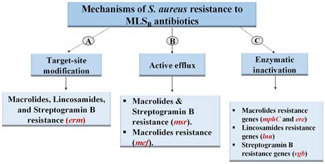 Inhibition of Erythromycin and Erythromycin-Induced Resistance among ...