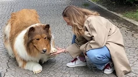 Toco the human collie opens a ‘zoo’ where other people can become ...