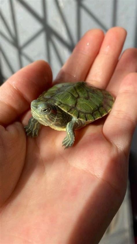 Image result for Turtle Shell Backpack for Custom Use
