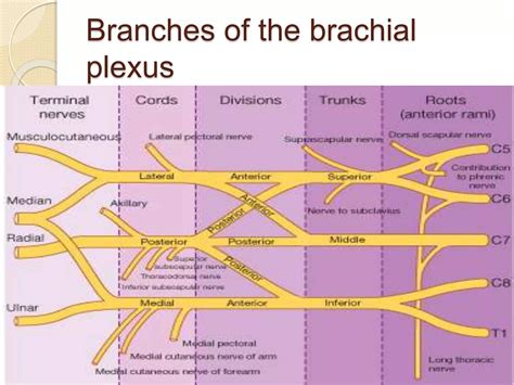 Brachial plexus.ppt | Death, Injury, or Military Conflict | Sensitive ...