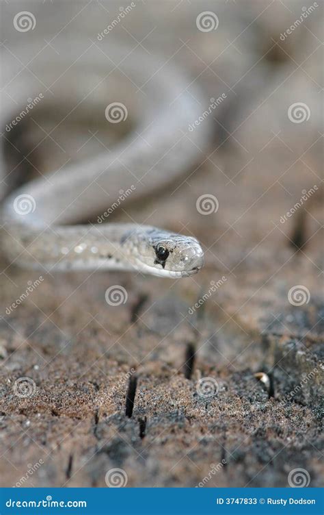 Midland Brown Snake stock image. Image of angle, wilderness - 3747833