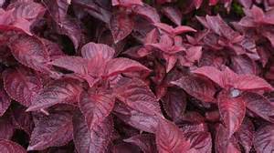 How to grow red perilla at home
