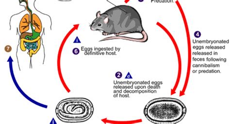 Rodent-borne diseases | Rentokil PCI