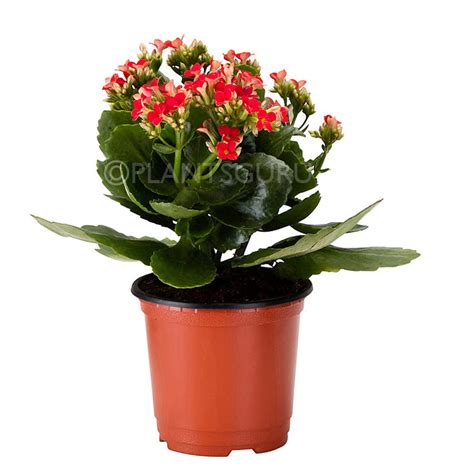 Buy indoor plants online for home & office @ low price India
