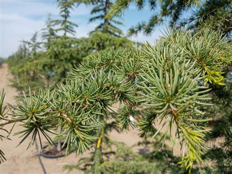 flashfire maple tree problems 的图像结果