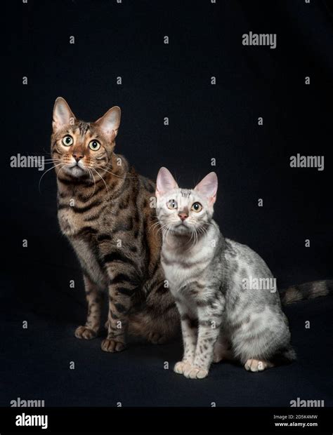 Bengal Cat Size Comparison