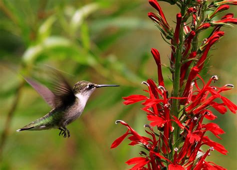 Hummingbird Plant With Red Flowers at Janita Huang blog