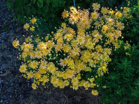 Top 5 Mums To Plant As A Perennial In Michigan - Bright Lane Gardens