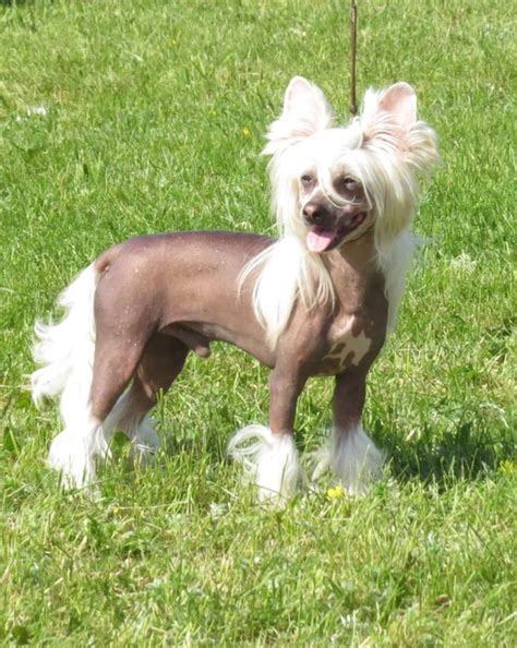 8 Dog Breeds That Look Like Lions – WAGR