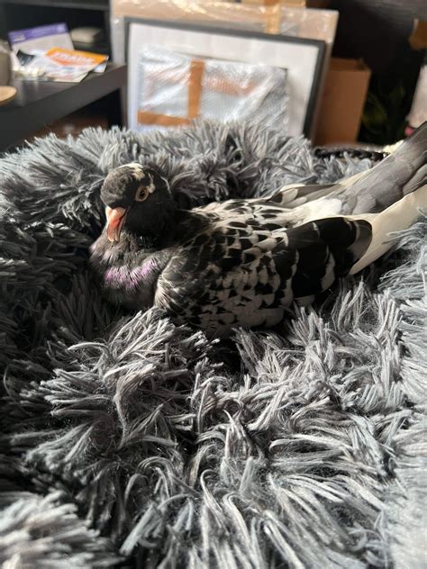 What can I do to help ? I have been seeing this pigeon for couple of ...