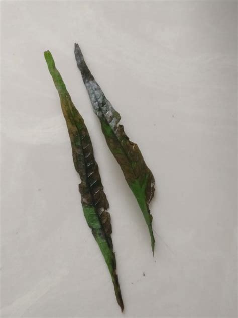 Image result for Brown Java Fern