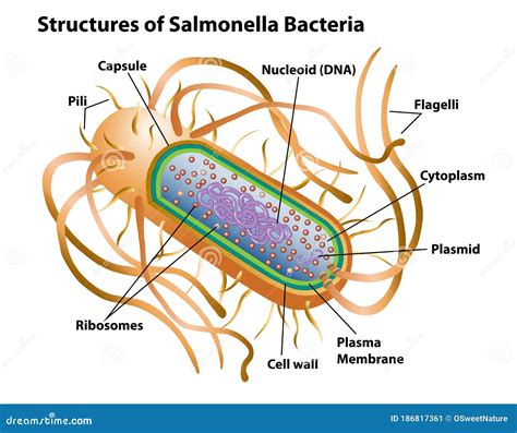 Structure Of A Bacteria