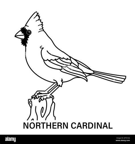 Cardinal Black And White Clipart RED CARDINAL BIRD | Beginners Acrylic