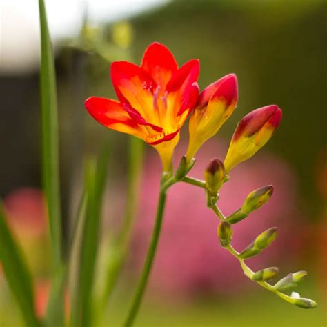 Florece durante meses y todos los jardineros la adoran: así se cuida la ...