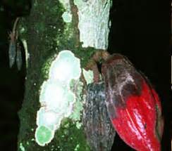 TNAU Agritech Portal :: Crop Protection